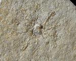 Saccocoma tenella (GOLDFUSS 1831) - Bild © FossNet FossilienStore